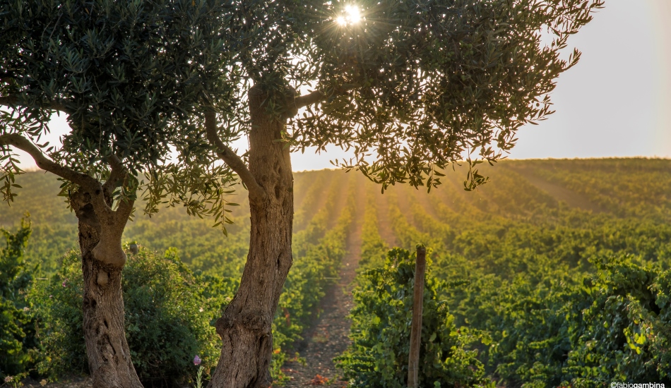 Go Green! Il Carbon Footprint Accounting è in etichetta.