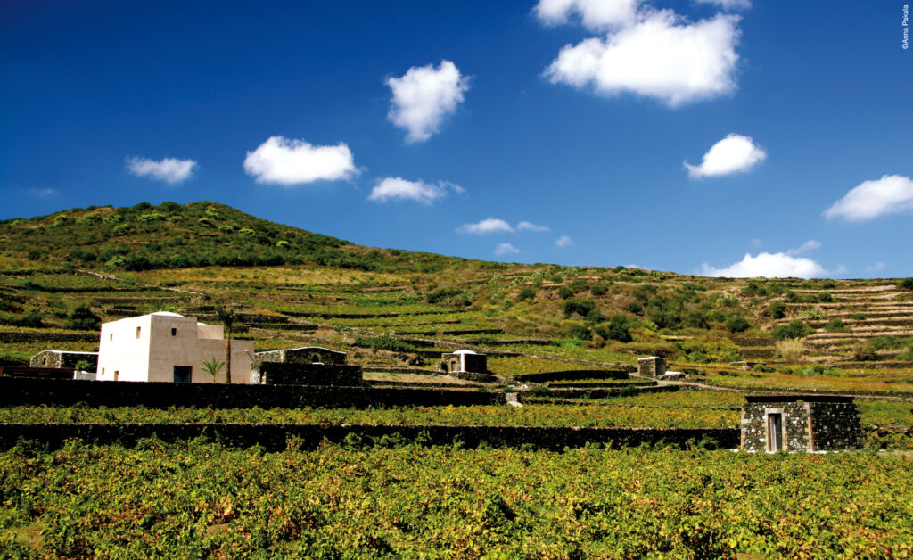 Donnafugata per il rimboschimento di Pantelleria