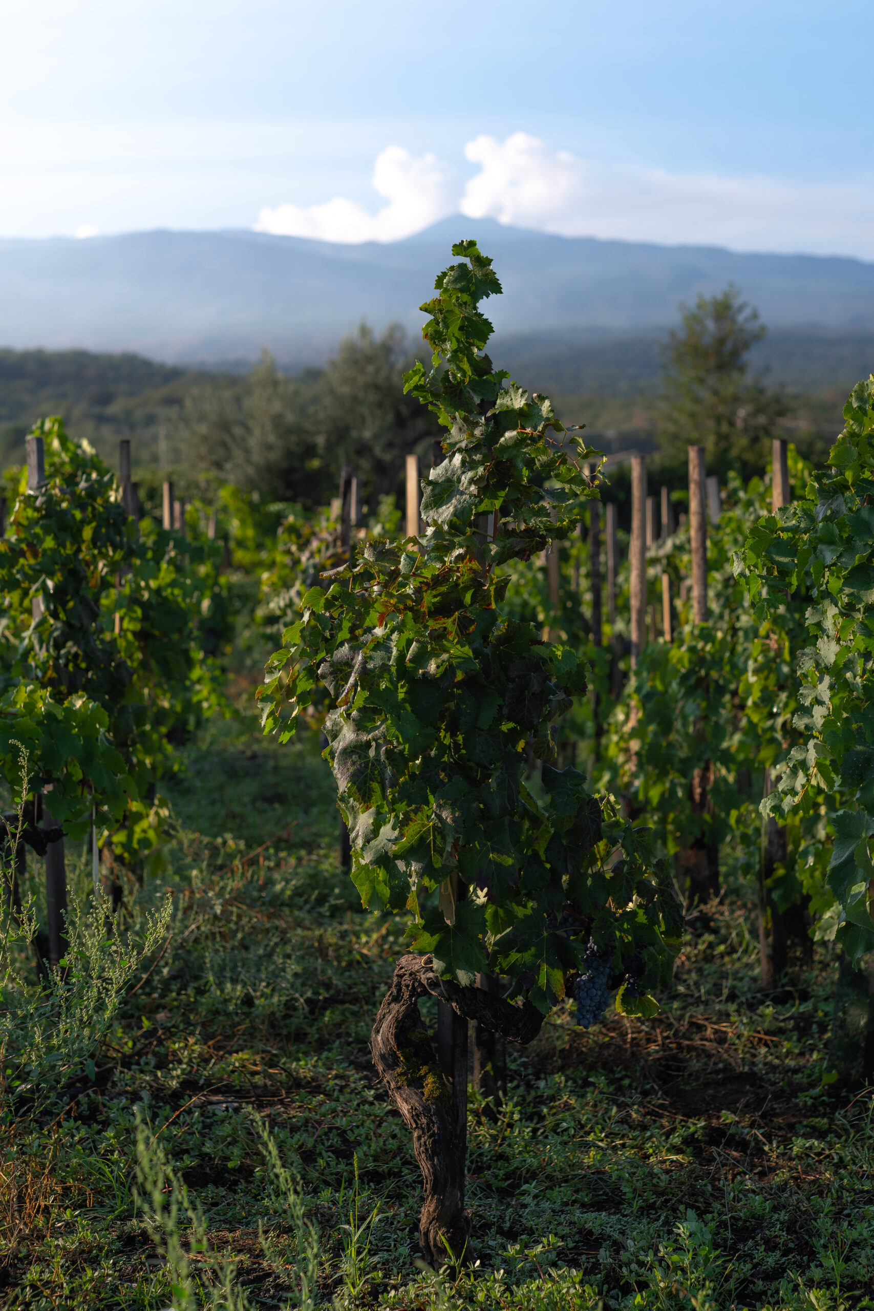 Visitare Etna