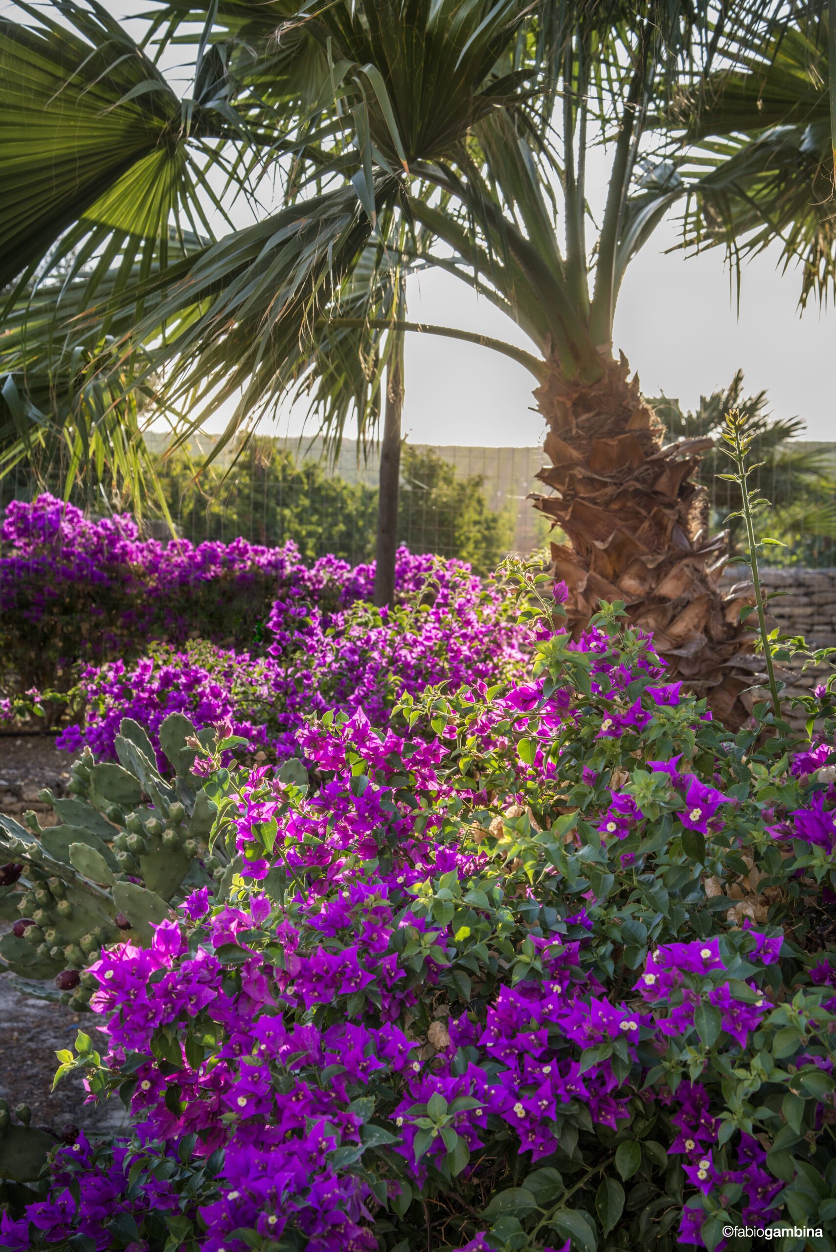 Cartoline dalla Sicilia