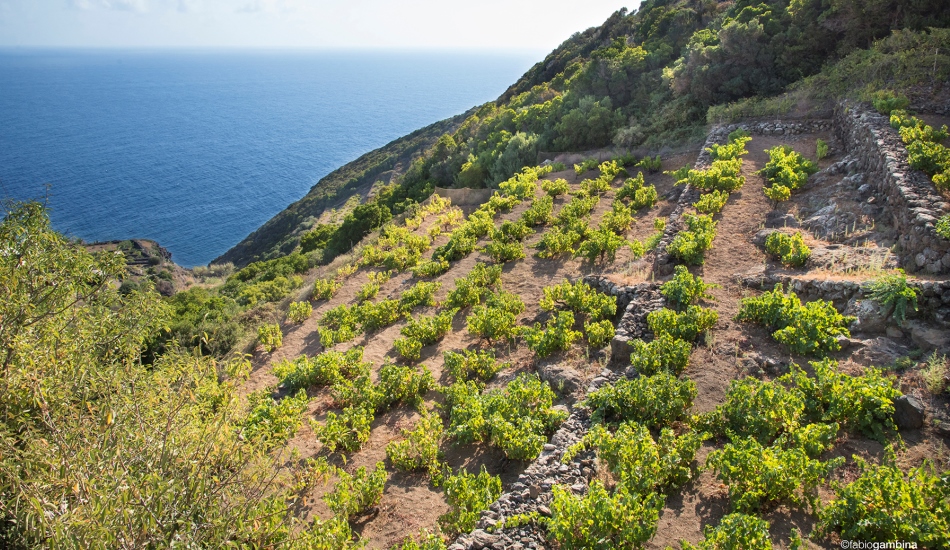 Donnafugata ad Expo: la viticoltura eroica di Pantelleria modello di agricoltura sostenibile ed eccellenza produttiva