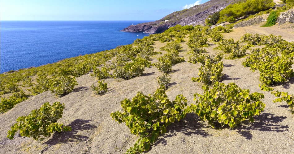 2013 Harvest on Pantelleria