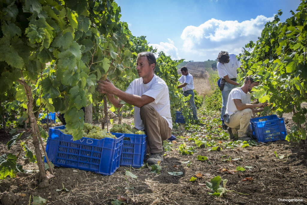 La qualità della vendemmia 2009