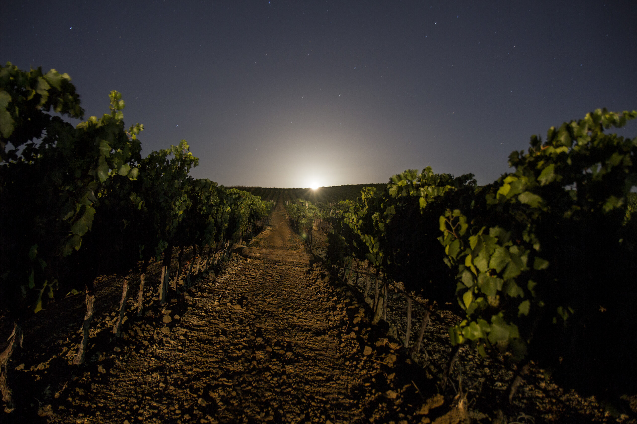 2016 Calici di Stelle e Vendemmia Notturna