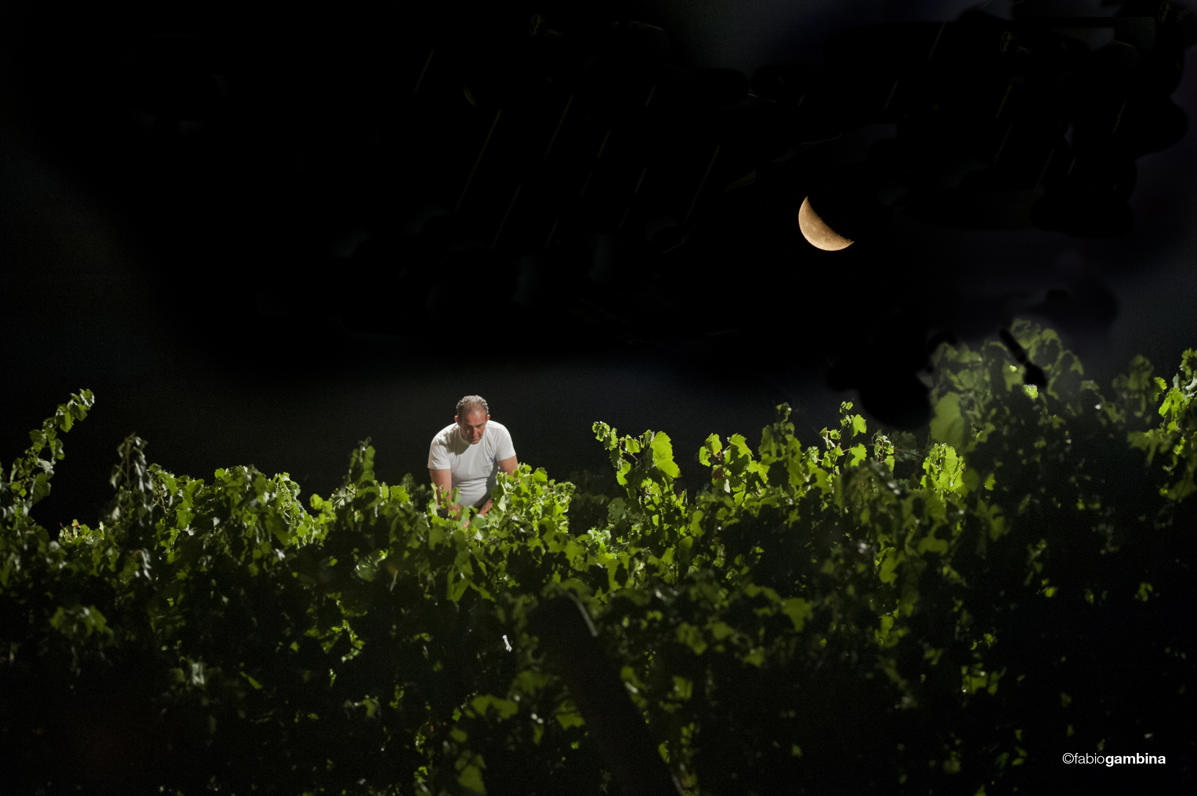 2016 Calici di Stelle e Vendemmia Notturna