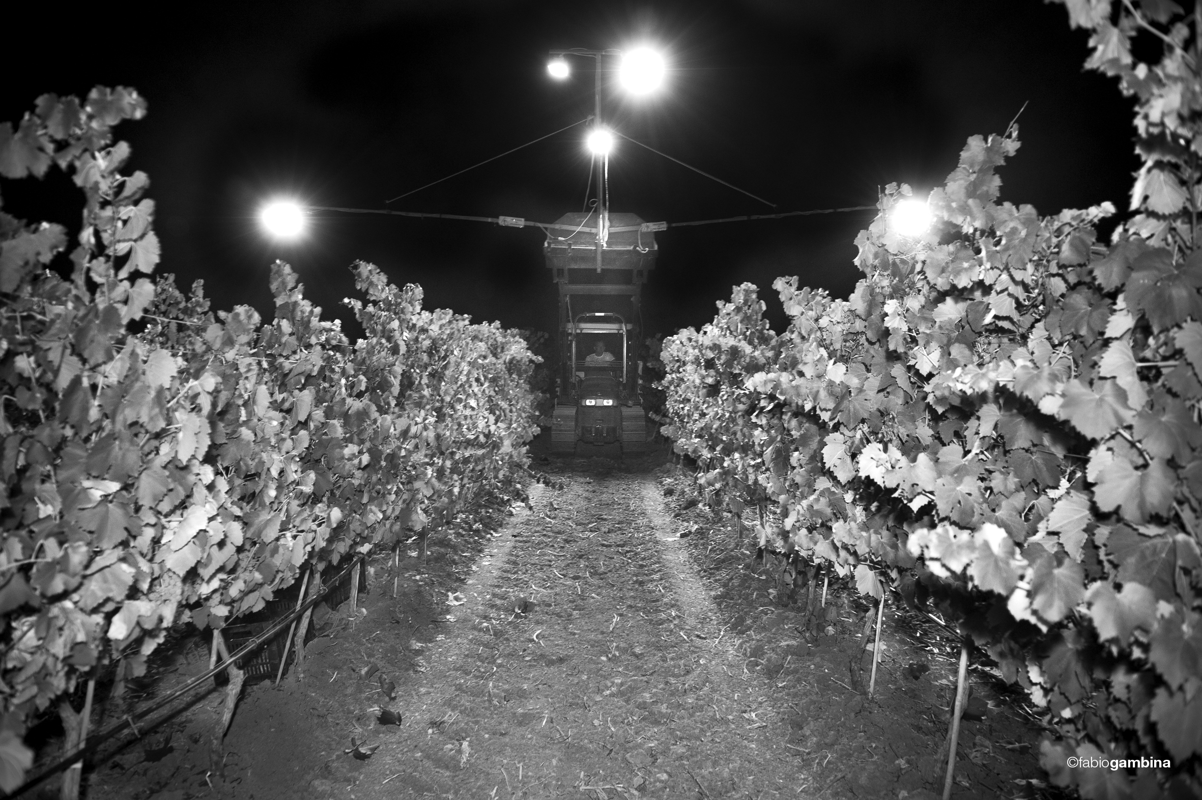 2016 Calici di Stelle e Vendemmia Notturna