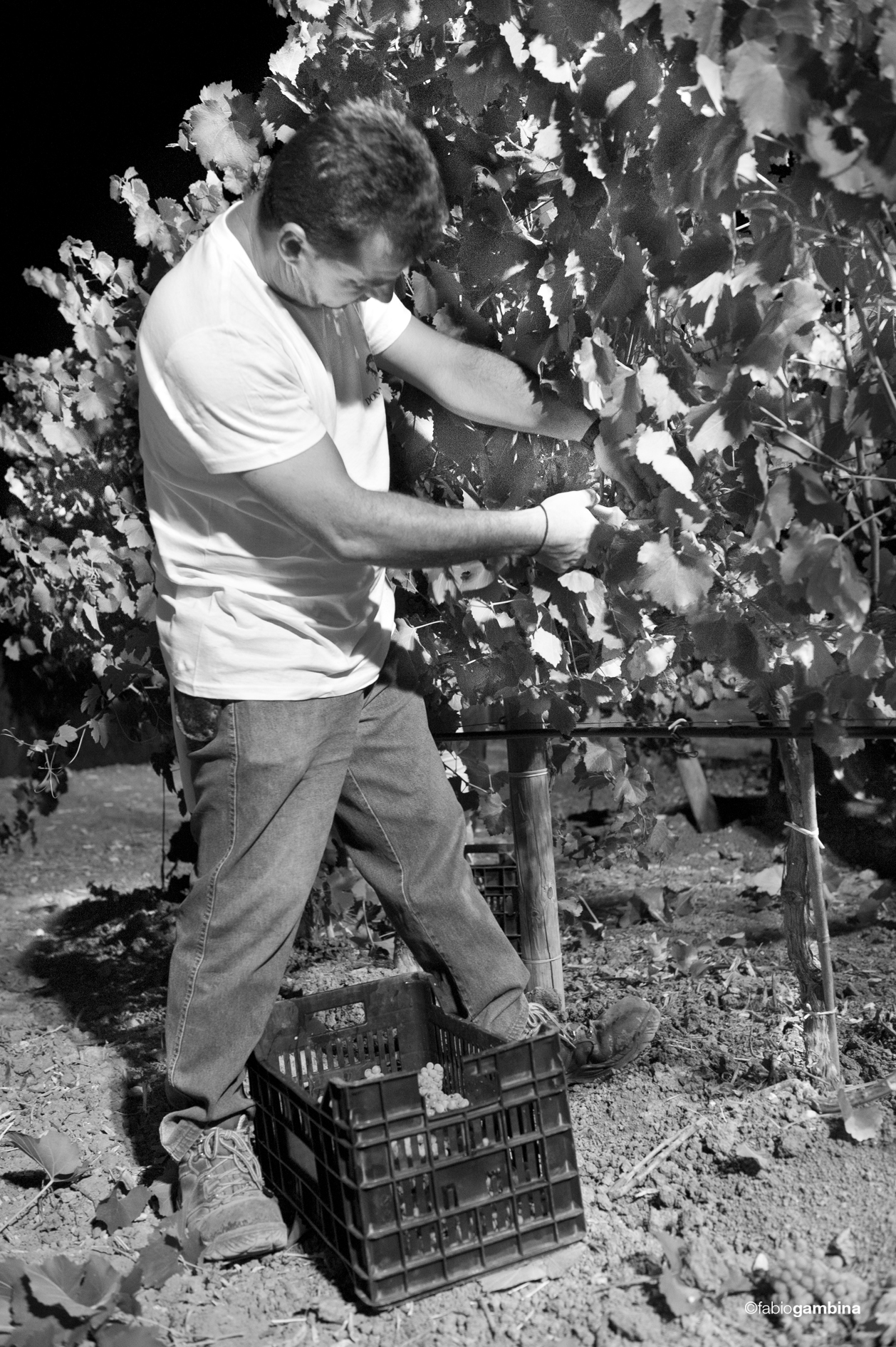 2016 Calici di Stelle e Vendemmia Notturna