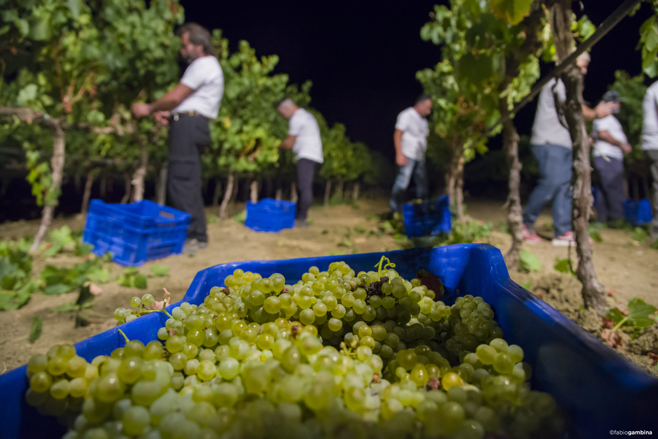 2016 Calici di Stelle e Vendemmia Notturna