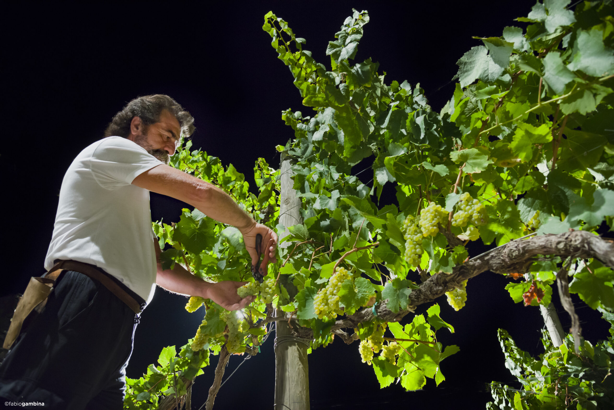 2016 Calici di Stelle e Vendemmia Notturna