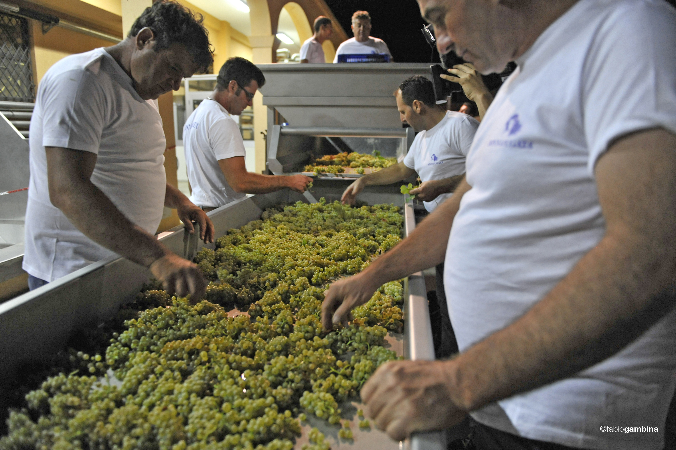 2016 Calici di Stelle e Vendemmia Notturna
