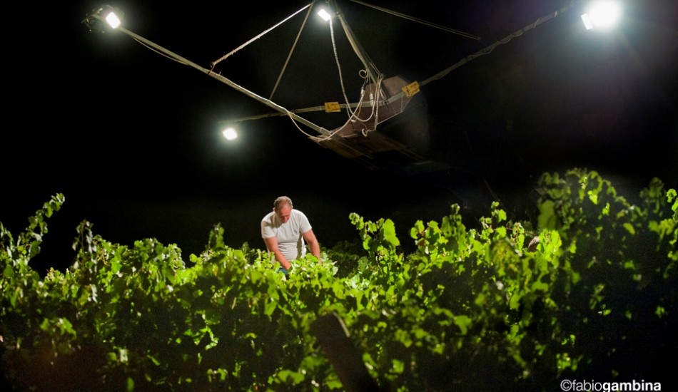 Donnafugata’s nighttime harvest: ten years of a passion for quality