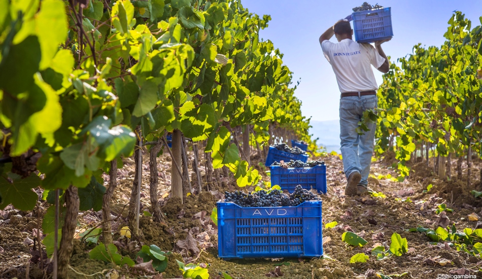 Il Nero d’Avola secondo Donnafugata