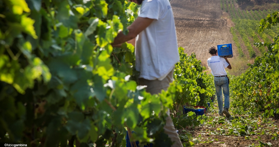 La qualità della vendemmia 2009