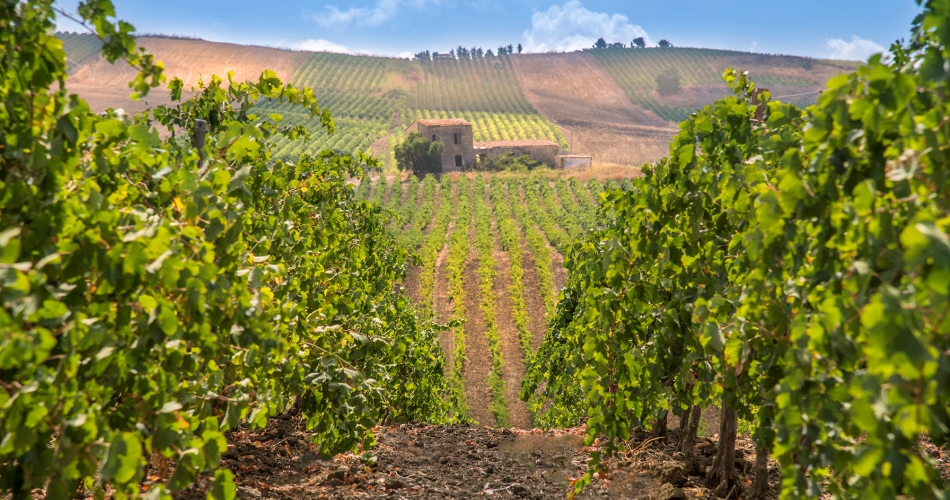 Vintage 2014 a Donnafugata. The grape harvest at Contessa Entellina