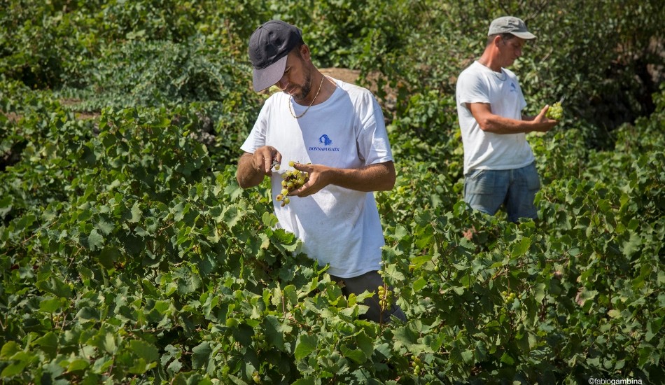 Vendemmia 2007, ottima qualità già in cantina
