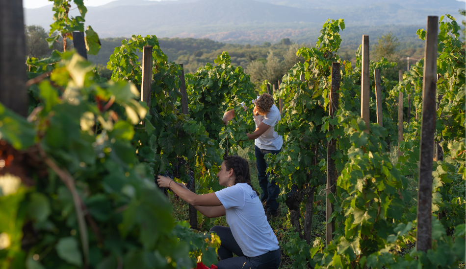 La Vendemmia 2021 a Donnafugata