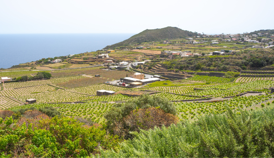 Il “Cammino di Khamma” a Donnafugata per scoprire la biodiversità di Pantelleria