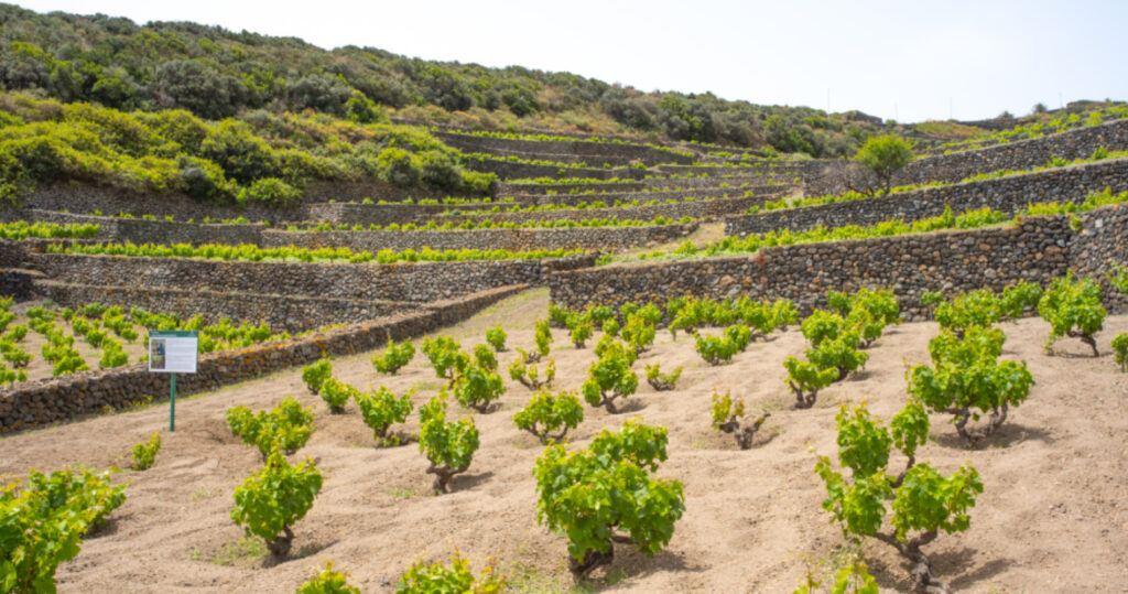 Donnafugata ottiene il Premio Ecofriendly di Vinibuoni d’Italia e la Corona per il Ben Ryè