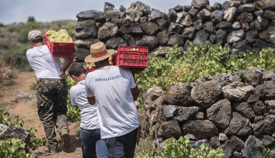 2018 Harvest at Donnafugata