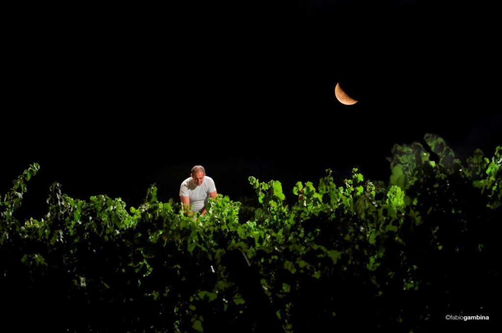 A Donnafugata le Invisibili Orchestre della Vendemmia Notturna