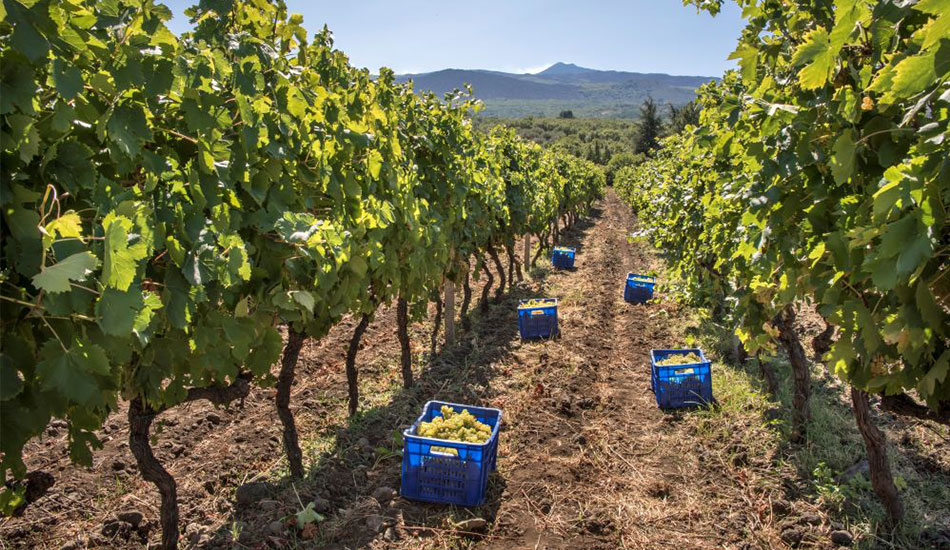 The 2019 Donnafugata Grape Harvest