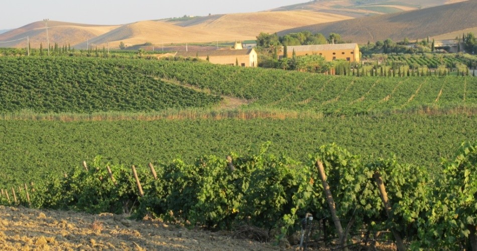 Annata 2013 a Donnafugata. La vendemmia a Contessa Entellina
