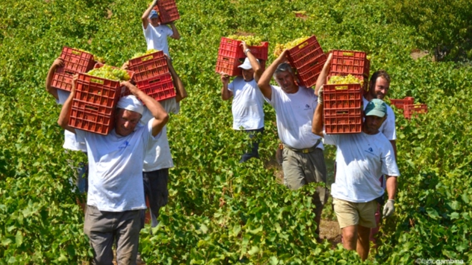 Vintage 2014 at Donnafugata. 2014 harvest on Pantelleria