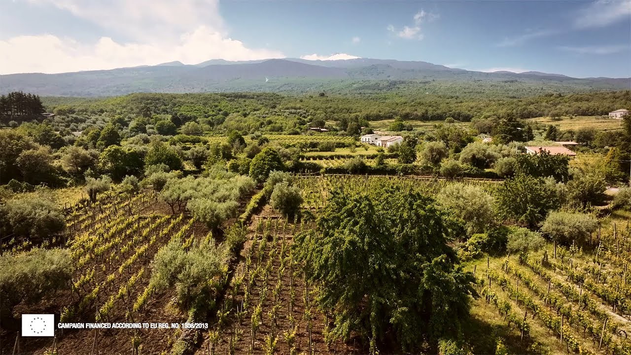 Donnafugata: un grande viaggio nella Tenuta dell’Etna