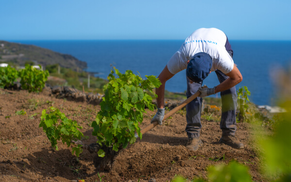 Donnafugata is becoming more and more sustainable