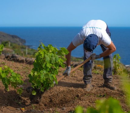 Donnafugata per la Sostenibilità