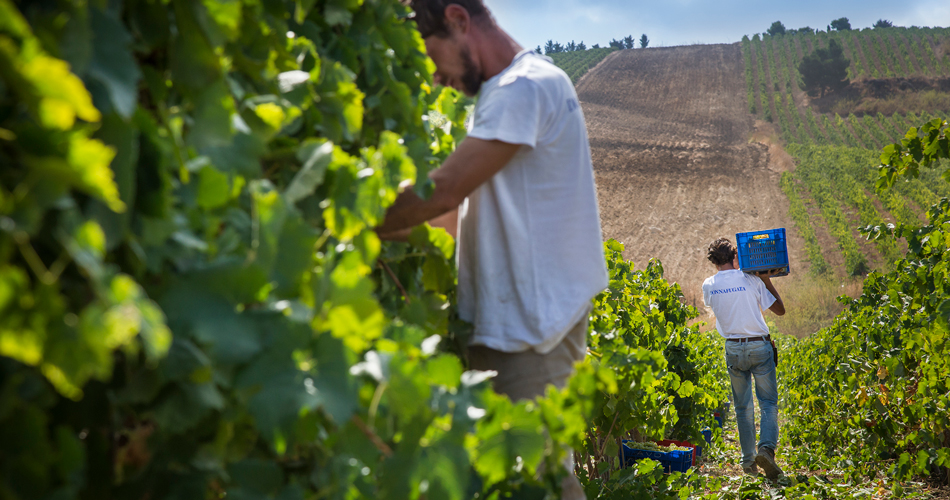 2016 harvest at Donnafugata